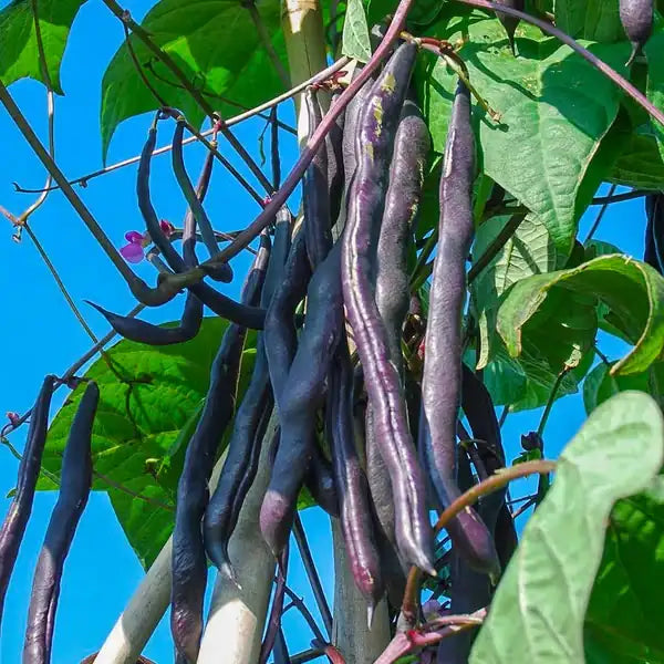 Phaseolus vulgaris, samenfeste traditionelle Stangenbohne 'Blauhilde'. Zu sehen ist eine Nahaufnahme mehrerer hängender, tief violett gefärbter Bohnen, die an langen, schlanken Stielen unterhalb des Laubs herabfallen. Die glatte, leicht glänzende Oberfläche der Hülsen ist deutlich sichtbar, ebenso einzelne feine Blattansätze, die den typischen Wuchs dieser kletternden Bohnensorte betonen. Fotografiert für Benjis Seeds.