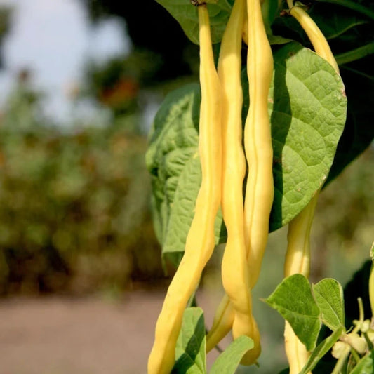Phaseolus vulgaris, samenfeste traditionelle Stangenbohne 'Neckargold'. Zu sehen ist eine Nahaufnahme mehrerer hängender, leuchtend gelber Bohnen, die unterhalb des Laubs herabhängen. Die glatte, leicht glänzende Oberfläche der Hülsen ist deutlich sichtbar, die den typischen Wuchs dieser ertragreichen und kletternden Bohnensorte betonen. Fotografiert für Benjis Seeds.