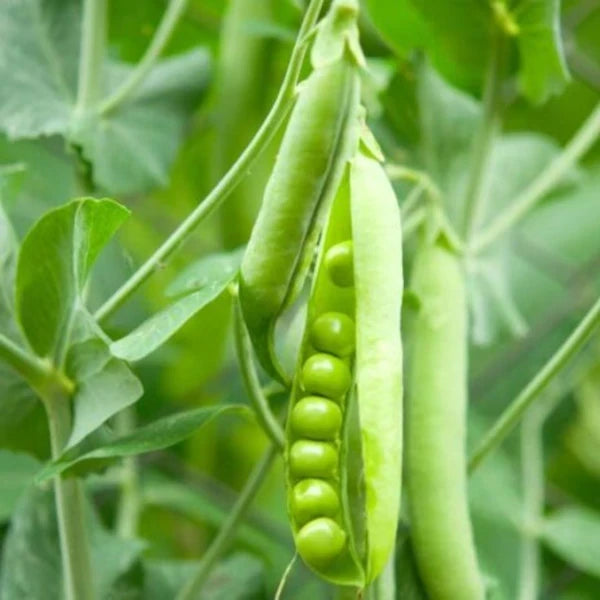 Pisum sativum L. convar. medullare, samenfeste traditionelle Markerbse 'Wunder von Kelvedon'. Zu sehen ist eine Nahaufnahme mehrerer mittelgrüner, prall gefüllter Hülsen, von denen eine teilweise geöffnet ist und die runden, frischgrünen Samen sichtbar zeigt. Die glatte Oberfläche der Hülsen und die feinen Blattansätze betonen den typischen, leicht rankenden Wuchs dieser klassischen Erbsensorte. Fotografiert für Benjis Seeds.