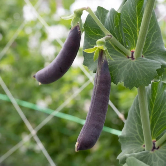 Pisum sativum L. convar. sativum, samenfeste traditionelle Kapuzinererbse 'Blauwshokker'. Zu sehen ist eine Nahaufnahme von zwei prall gefüllten, tief violett gefärbten Hülsen, die leicht gebogen an schlanken Stielen hängen. Die glatte, matt schimmernde Oberfläche zeigt die sortentypische dunkle Färbung, die den leicht rankenden Wuchs dieser alten Erbsensorte betonen. Fotografiert für Benjis Seeds.