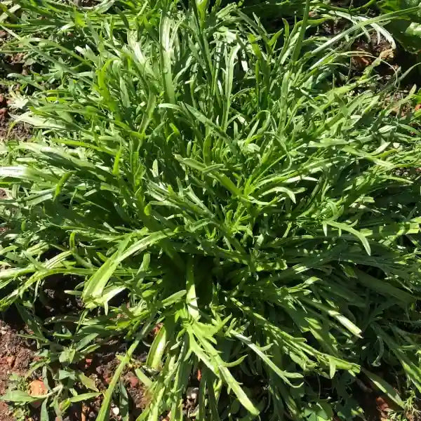 Plantago coronopus var. coronopus, samenfester Hirschhornwegerich. Sichtbar ist eine einzelne Pflanze mit charakteristisch tief geschlitzten, schmalen Blättern, die wie kleine, geweihartige Fiederungen vom Zentrum der Rosette ausstrahlen. Die dunkelgrünen, leicht glänzenden Blattsegmente liegen flach am Boden oder steigen sanft auf und betonen das unverwechselbare, hirschhornähnliche Erscheinungsbild dieser mediterranen Art. Fotografiert für Benjis Seeds.