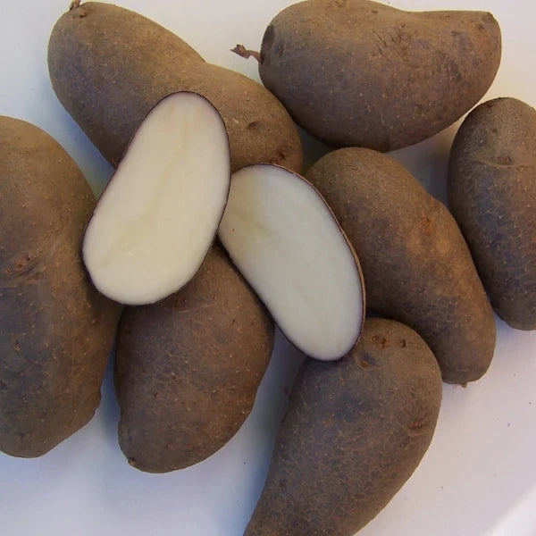 Potato Schwarze Ungarin shown whole and cut open, highlighting its dark skin and bright white flesh, with firm seed tubers and visible eyes arranged for planting, photographed for Benjis Seeds.