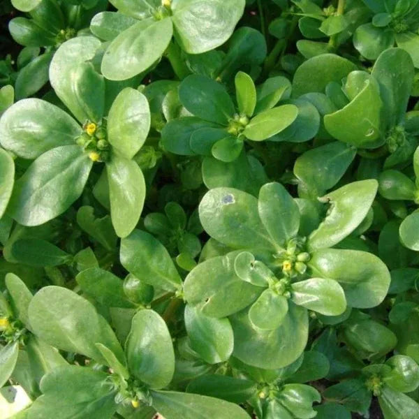 Portulaca oleracea var. sativa, samenfeste traditionelle Sommer‑Portulak. Zu sehen sind mehrere niedrig wachsende Pflanzen mit saftig mittelgrünen, leicht glänzenden Blättern, die rundlich bis spatelförmig erscheinen und dicht an kurzen Stielen sitzen. Die flache, teppichartige Wuchsform mit den filigranen gelben Blüten ist klar erkennbar und zeigt den typisch frischen, leicht sukkulenten Charakter dieser wärmeliebenden Blattgemüseart. Fotografiert für Benjis Seeds.