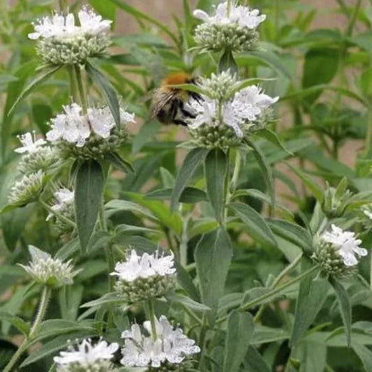 Pycnanthemum pilosum ‘American Mountain Mint’ – open‑pollinated aromatic herb forming upright, branching stems with narrow, softly hairy green leaves and dense clusters of small, pale whitish‑pink flowers, releasing a strong mint‑camphor scent, photographed for Benjis Seeds.