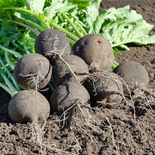 Raphanus sativus var. niger, samenfeste traditioneller Winter‑Rettich 'Runder Schwarzer Winter'. Zu sehen sind acht rundliche, dunkel schwarz gefärbte Knollen mit hellgrünem Laub, die pyramidenartig übereinander auf lockerem Erdboden liegen. Die matte, feste Schale zeigt die sortentypische dunkle Winterfärbung, während einzelne feine Seitenwurzeln den robusten Charakter dieser historischen Lagerrettich‑Sorte betonen. Fotografiert für Benjis Seeds.