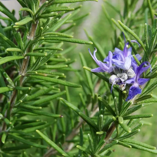 Rosmarinus officinalis, samenfester traditioneller Rosmarin. Zu sehen ist eine Nahaufnahme mehrerer aufrechten Triebe mit schmalen, dunkelgrünen, leicht ledrigen Blättern, zwischen denen einzelne zart violett‑blaue Blüten sitzen. Die feinen Staubblätter und die leicht geöffnete Blütenform sind klar erkennbar und zeigen den typisch aromatischen, mediterranen Charakter dieser historischen Würzpflanze. Fotografiert für Benjis Seeds.
