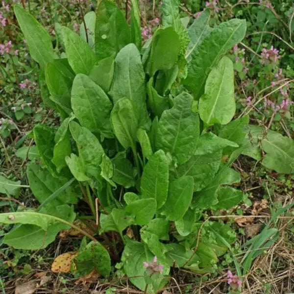 Rumex acetosa, samenfester traditioneller Sauerampfer. Zu sehen ist eine Gruppe dicht wachsender Pflanzen mit frischgrünen, länglich‑pfeilförmigen Blättern, die aufrecht an schlanken Stielen stehen. Die leicht glänzende Oberfläche der Blätter und die kompakte, horstartige Wuchsform zeigen den typisch säuerlich‑aromatischen Charakter dieser klassischen Wild‑ und Gemüsepflanze. Fotografiert für Benjis Seeds.