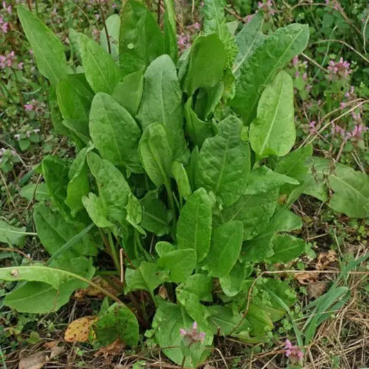 Rumex acetosa, samenfester traditioneller Sauerampfer. Zu sehen ist eine Gruppe dicht wachsender Pflanzen mit frischgrünen, länglich‑pfeilförmigen Blättern, die aufrecht an schlanken Stielen stehen. Die leicht glänzende Oberfläche der Blätter und die kompakte, horstartige Wuchsform zeigen den typisch säuerlich‑aromatischen Charakter dieser klassischen Wild‑ und Gemüsepflanze. Fotografiert für Benjis Seeds.