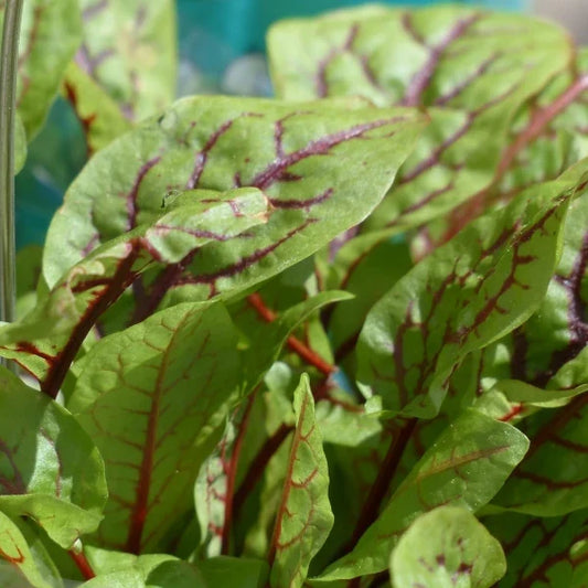Rumex sanguineus, samenfester Blutampfer. Nahaufnahme mehrerer schmaler, mittelgrüner Blätter mit deutlich sichtbaren, dunkelrot gefärbten Adern. Die feine, kontrastreiche Zeichnung betont den zarten, leicht glänzenden Blattaufbau und den charakteristischen, dekorativen Ausdruck dieser traditionellen wilden Ampfer‑Art. Fotografiert für Benjis Seeds.