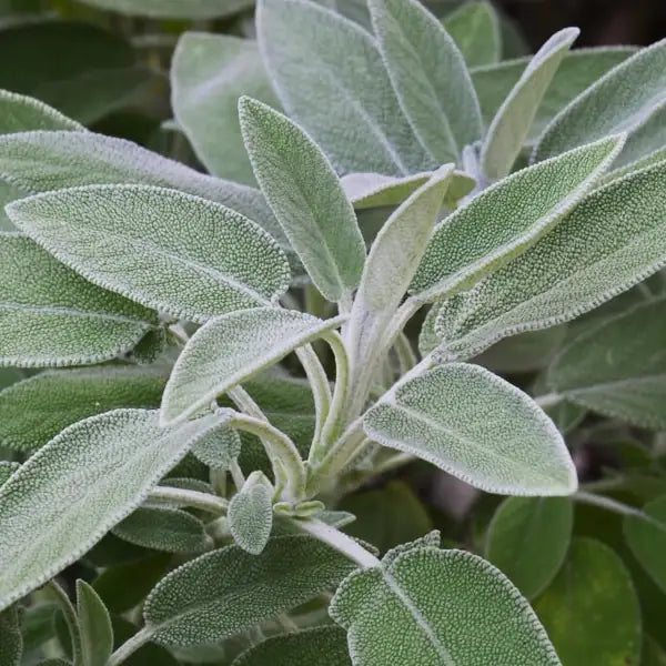 Salvia officinalis, samenfester traditioneller Salbei. Zu sehen ist eine Nahaufnahme des oberen Pflanzenteils mit dicht stehenden, grau‑grünen, leicht filzig wirkenden Blättern, die an einem aufrechten, fein behaarten Stiel sitzen. Die länglich‑ovale Blattform und die matte Oberfläche zeigen den typisch aromatischen, mediterranen Charakter dieser historischen Würzpflanze. Fotografiert für Benjis Seeds.