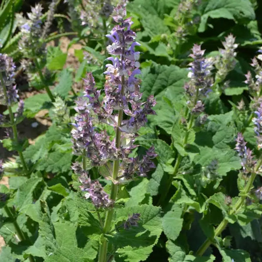 Salvia sclarea, samenfester traditioneller Muskatellersalbei. Zu sehen ist eine vollständig abgebildete, kräftige Pflanze mit großen, hellgrünen, leicht filzigen Grundblättern und mehreren aufrechten Blütenständen. Die zart rosa‑violetten, locker angeordneten Blüten sitzen an verzweigten Stielen und zeigen die sortentypische, aromatische Erscheinung dieser historischen mediterranen Heil‑ und Duftpflanze. Fotografiert für Benjis Seeds.