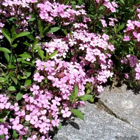 Saponaria ocymoides, samenfestes traditionelles Kriechendes Seifenkraut. Zu sehen ist eine niedrige, polsterartig wachsende Pflanze, die aus schmalen Steinfugen hervortritt und sich mit zahlreichen kleinen, kräftig rosa gefärbten Blüten über den Steinuntergrund legt. Die feinen, leicht glänzenden Blätter sitzen dicht an den zarten Trieben und zeigen den typisch ausbreitenden, robusten Charakter dieser historischen Polsterstaude. Fotografiert für Benjis Seeds.