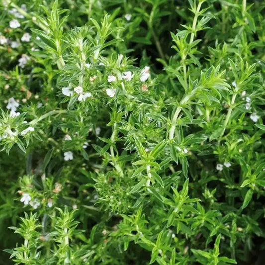 Satureja hortensis, samenfestes Sommer‑Bohnenkraut. Sichtbar ist eine einzelne Pflanze mit schmalen, dunkelgrünen, leicht glänzenden Blättern, die dicht an den feinen, aufrechten Stängeln sitzen. Die zarten, weißlich‑violetten Blüten betonen den würzig‑aromatischen Charakter dieser traditionellen Mittelmeer‑Art. Fotografiert für Benjis Seeds.