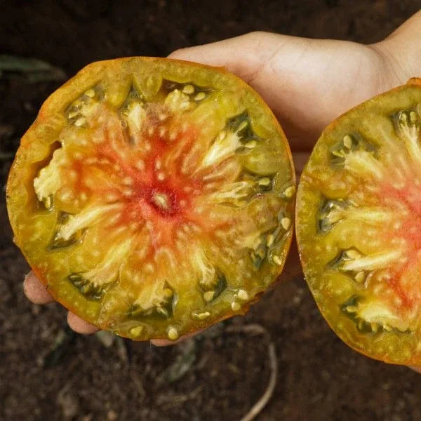 Solanum lycopersicum, samenfeste traditionelle Fleischtomate 'Ananas Noire'. Zu sehen ist eine aufgeschnittene, zweigeteilte Frucht, deren Hälften in einer Hand gehalten werden. Das saftige, mehrfarbig marmorierte Fruchtfleisch zeigt grün‑gelbe bis hellrote Bereiche. Die spektakuläre Farbgebung spiegelt den sortentypischen, aromatisch‑würzigen Charakter dieser außergewöhnlichen Fleischtomate wieder. Fotografiert für Benjis Seeds.