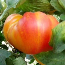Solanum lycopersicum 'Pineapple', samenfeste Riesen-Fleischtomate. Nahaufnahme einer großen, zweifarbig gelb‑orange marmorierten und gestreiften Frucht, umgeben von grünen Blättern. Die breite, fleischige Struktur und die klaren Farbverläufe betonen den saftigen, aromatischen Charakter dieser großwüchsigen traditionellen Sorte. Fotografiert für Benjis Seeds.