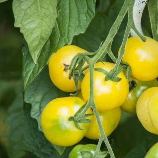 Solanum lycopersicum 'Zitronentraube', samenfeste Cherry‑Tomate. An der Pflanze hängen zahlreiche kleine, leuchtend zitronengelbe Früchte in dichten, traubenartigen Rispen. Die glatte, leicht glänzende Schale und die kompakte Form betonen den frischen, aromatischen, zitronenhellen Charakter dieser ungewöhnlich hellen, traditionellen Cherrytomate. Fotografiert für Benjis Seeds.