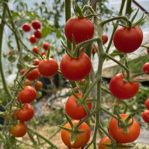Solanum lycopersicum 'Zuckertraube', samenfeste Cherry‑Tomate. An den Rispen hängen zahlreiche kleine, intensiv rote Früchte, klar erkennbar vor einem stärker sichtbaren, jedoch weich verschwommenen Hintergrund. Die glatte, glänzende Schale und die dichte Anordnung der Früchte betonen den süß‑aromatischen Charakter dieser traditionellen Cherrytomate. Fotografiert für Benjis Seeds.