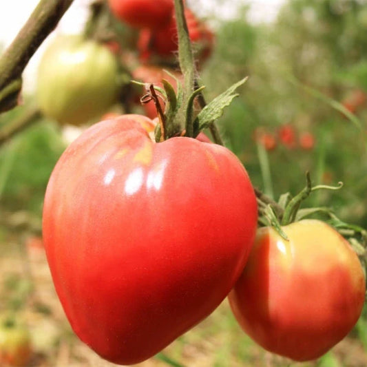 Solanum lycopersicum, samenfeste traditionelle Ochsenherztomate 'Coração de Boi'. Zu sehen sind zwei unterschiedlich große, herzförmig ausgeprägte Früchte, die dicht nebeneinander an einem kräftigen, leicht behaarten Tomatenstiel hängen. Die glatte, rot glänzende Oberfläche mit leicht gelben Schultern und die markante, leicht gerillte Form zeigen den typisch saftigen, aromatischen Charakter dieser historischen portugiesischen Fleischtomate. Fotografiert für Benjis Seeds.
