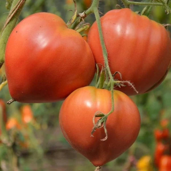 Solanum lycopersicum, samenfeste traditionelle Ochsenherztomate 'Cuor di bue'. Zu sehen sind drei große, herzförmig ausgeprägte Früchte, die eng beieinander an einem kräftigen, leicht behaarten Tomatenstiel hängen. Die glatte, rot glänzende Oberfläche und die markante, leicht gerillte Form zeigen den typisch saftigen, aromatischen Charakter dieser klassischen italienischen Fleischtomate. Fotografiert für Benjis Seeds.
