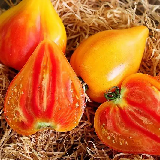 Solanum lycopersicum 'Sonnenherz', samenfeste Ochsenherztomate. Auf Stroh liegen zwei ganze, herzförmige Früchte in warmem gelb bis orange‑rot mit leicht matter Schale. Daneben eine aufgeschnittene Tomate, deren saftiges, leuchtend orange-rotfarbenes Fruchtfleisch mit breiten, fleischigen Segmenten und feiner Samenstruktur sichtbar wird. Die weichen Farbverläufe und die vollfleischige Textur betonen den mild‑süßen Charakter dieser traditionellen Sorte. Fotografiert für Benjis Seeds.