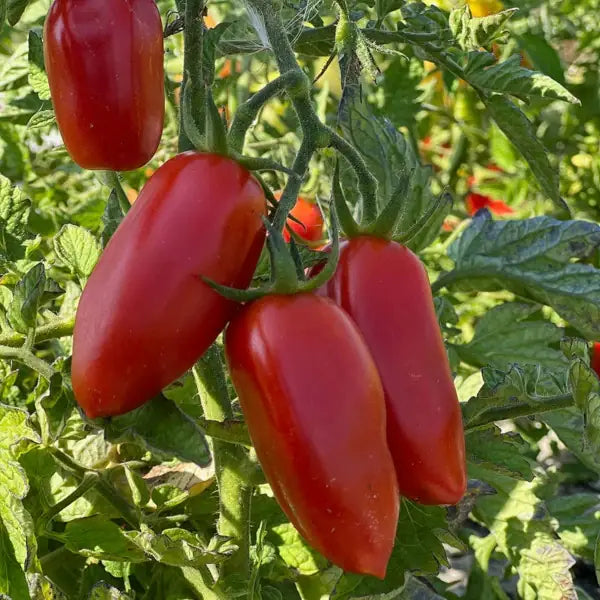 Solanum lycopersicum 'San Marzano', samenfeste Roma‑Tomate. An der Pflanze hängen mehrere längliche, tiefrot gefärbte Früchte in dichten Rispen. Die glatte, leicht matte Schale und die charakteristische, schlanke Form betonen den aromatisch‑würzigen Charakter dieser traditionellen italienischen Paste‑Tomate. Fotografiert für Benjis Seeds.