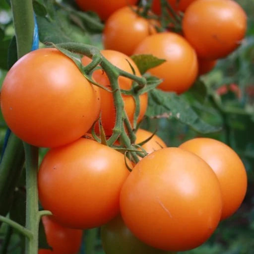 Solanum lycopersicum, samenfeste traditionelle Salattomate 'Auriga'. Zu sehen sind mehrere leuchtend orange gefärbte, rundliche Tomaten, die eng beieinander an einem kräftigen, leicht behaarten Stiel hängen. Weitere Früchte erscheinen im unscharfen Hintergrund und verstärken den typisch fruchtigen, milden Charakter dieser historischen, reichtragenden DDR Salattomate. Fotografiert für Benjis Seeds.