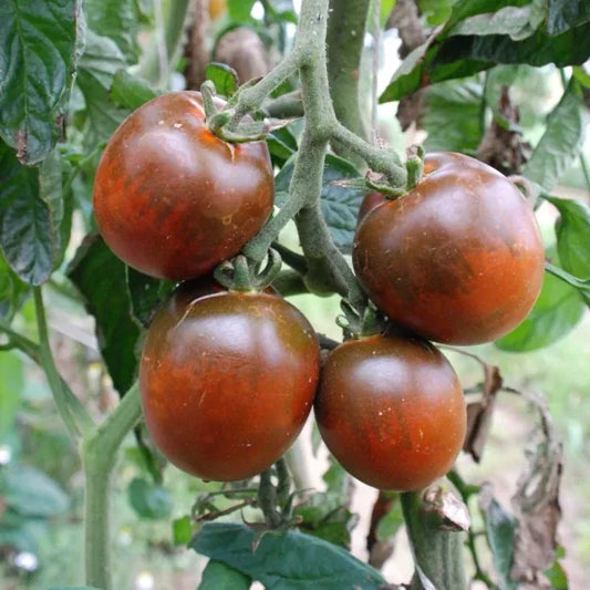 Solanum lycopersicum, samenfeste traditionelle Salattomate 'Paul Robson'. Zu sehen sind vier rundliche, dunkelrot‑braun gefärbte Tomaten, die eng beieinander an einem kräftigen, leicht behaarten Stiel hängen. Die glatte, leicht glänzende Oberfläche und die sortentypische, aromatisch‑würzige Erscheinung zeigen den charakteristischen, reichtragenden Habitus dieser besonderen Salattomate. Fotografiert für Benjis Seeds.