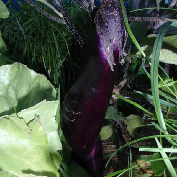 Solanum melongena ‘Blaukönigin’ – open‑pollinated eggplant shown as a single mature fruit growing on the plant, displaying its deep, glossy violet skin and elongated form, held by a sturdy green calyx among broad, slightly fuzzy leaves, photographed for Benjis Seeds.