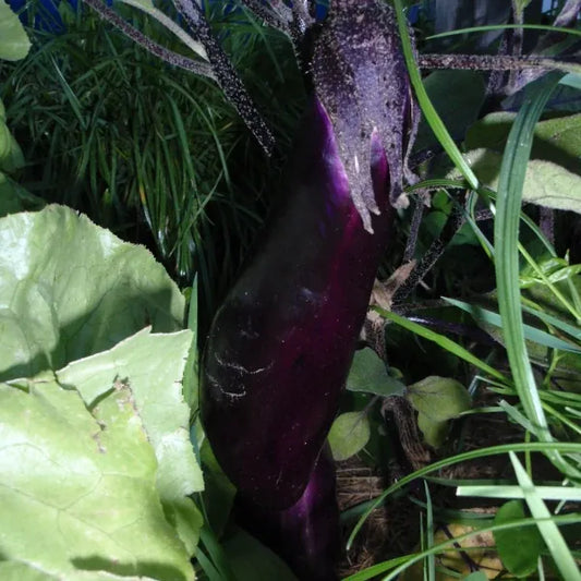 Solanum melongena ‘Blaukönigin’ – open‑pollinated eggplant shown as a single mature fruit growing on the plant, displaying its deep, glossy violet skin and elongated form, held by a sturdy green calyx among broad, slightly fuzzy leaves, photographed for Benjis Seeds.