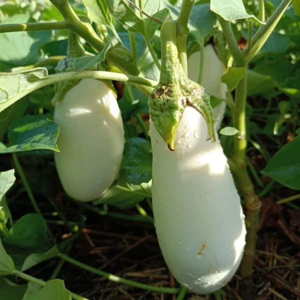 Solanum melongena ‘Dourga’ – open‑pollinated aubergine shown with upright stems, broad deep‑green leaves and several elongated white fruits with a smooth surface. The image highlights the firm texture, slender fruit shape and productive habit, photographed for Benjis Seeds.