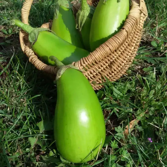 Solanum melongena ‘Little Green’ – open‑pollinated aubergine displayed as a group of small, smooth, pale‑green fruits arranged in a rustic basket with contrasting dark‑green foliage, photographed for Benjis Seeds.