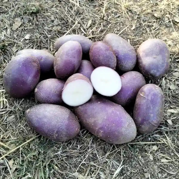 Potato Black Hungarian ‘Schwarze Ungarin’ shown as a small heap of dark‑skinned tubers lying on meadow grass, with one tuber cut crosswise to reveal its bright white flesh, photographed for Benjis Seeds.