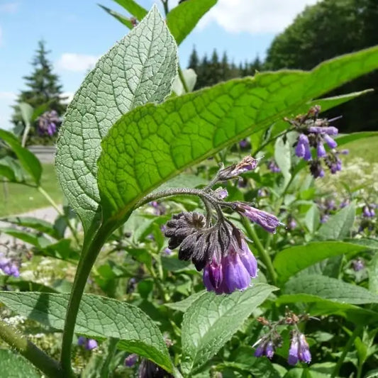 Symphytum officinale Common Comfrey – open‑pollinated medicinal perennial forming tall, rough, bristly stems with large, lance‑shaped green leaves and drooping clusters of tubular purple to pinkish‑cream flowers, valued for its vigorous growth and traditional herbal uses, photographed for Benjis Seeds.