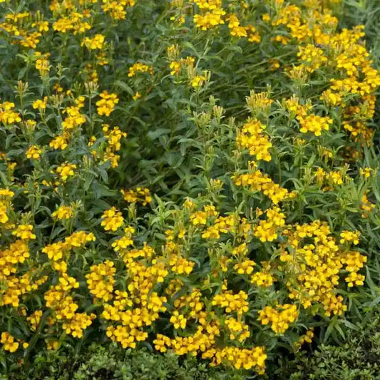 Tagetes lucida, samenfester Mexikanischer Estragon. Sichtbar ist eine blühende Pflanze mit aufrechten, schlanken Stängeln und zahlreichen kleinen, leuchtend gelben Blüten, die locker verteilt an den verzweigten Trieben sitzen. Die schmalen, glänzenden Blätter und der warme Blütenfarbton betonen den aromatisch‑würzigen Charakter dieser hitzetoleranten, traditionellen Gewürz‑ und Heilpflanze. Fotografiert für Benjis Seeds.