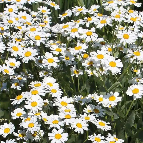 Tanacetum balsamita – open‑pollinated mature costmary (Marienkraut) with tall upright stems, large oval grey‑green leaves with a softly textured, slightly serrated surface and multiple rounded yellow button‑like flower heads arranged in loose clusters along the upper stem sections, photographed for Benjis Seeds.