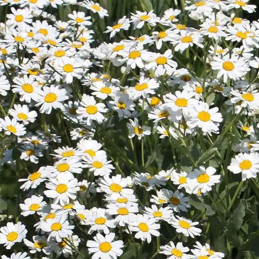 Tanacetum balsamita – open‑pollinated mature costmary (Marienkraut) with tall upright stems, large oval grey‑green leaves with a softly textured, slightly serrated surface and multiple rounded yellow button‑like flower heads arranged in loose clusters along the upper stem sections, photographed for Benjis Seeds.