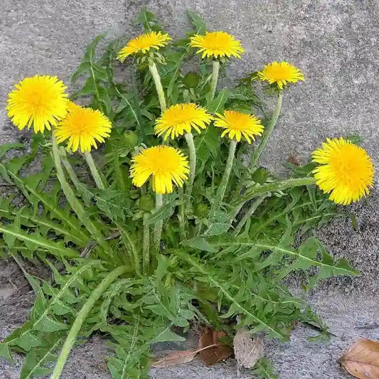 Taraxacum officinale, samenfester traditioneller Löwenzahn. Zu sehen ist eine einzelne, kräftige Pflanze, die aus einer schmalen Fuge vor einer hellen Hauswand wächst und leuchtend gelbe, vollständig geöffnete Blüten trägt. Die tief eingeschnittenen, sattgrünen Blätter liegen rosettenartig am Ansatz, während der aufrechte, Milchsaft enthaltene Blütenstiel den typisch widerstandsfähigen, wildkrautartigen Charakter dieser weit verbreiteten Wiesenpflanze zeigt. Fotografiert für Benjis Seeds.