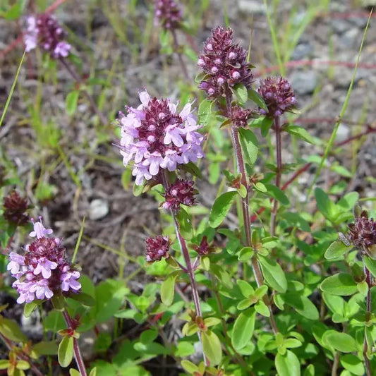 Thymus pulegioides, samenfester traditioneller Wilder Thymian. Zu sehen ist eine niedrig wachsende, polsterartige Pflanze mit zahlreichen kleinen, rosafarbenen Blüten, die dicht an den feinen, leicht verholzten Trieben sitzen. Die kleinen, ovalen, dunkelgrünen Blätter und die kompakte, aromatisch duftende Wuchsform zeigen den typisch widerstandsfähigen, trockenheitsliebenden Charakter dieser alten Wild‑ und Gewürzpflanze. Fotografiert für Benjis Seeds.