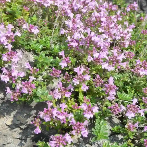 Thymus serpyllum, samenfester traditioneller Teppich‑Thymian. Zu sehen ist ein dichter, flach wachsender Blütenteppich, der sich über einen hellen Steinrand legt und zahlreiche kleine, rosafarbene Blüten trägt. Die feinen, dunkelgrünen Blätter und die kriechenden, leicht verholzten Triebe zeigen den typisch widerstandsfähigen, trockenheitsliebenden Charakter dieser aromatischen und historischen Wild‑ und Gewürzpflanze. Fotografiert für Benjis Seeds.