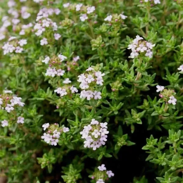 Thymus vulgaris, samenfester traditioneller Echter Thymian. Zu sehen sind mehrere aufrechte, fein verzweigte Triebe, die zahlreiche kleine, zart rosafarbene Blüten tragen. Die winzigen, dunkelgrünen, aromatisch duftenden Blätter sitzen dicht an den leicht verholzten Stängeln und zeigen den typisch kompakten, trockenheitsliebenden Charakter dieser klassischen Gewürz‑ und Heilpflanze. Fotografiert für Benjis Seeds.