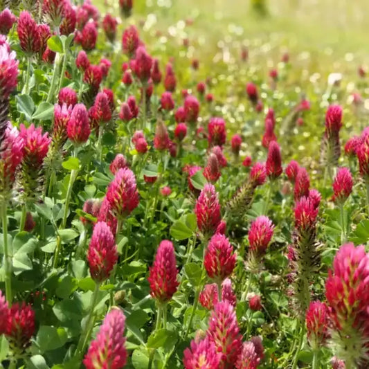 Trifolium incarnatum, samenfester Inkarnat‑ bzw. Rosenklee. Auf einer Wiese sind zahlreiche blühende Pflanzen mit dicht aneinandergereihten, länglichen, tief karminroten Blütenständen sichtbar. Die samtige Struktur der Blüten und das frische Grün der Laubblätter betonen den warmen, frühlingshaften Charakter dieser traditionellen Gründüngungs-, Futter‑ und Bienenpflanze. Fotografiert für Benjis Seeds.