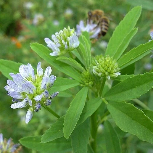 Trigonella caerulea, samenfester traditioneller Schabzigerklee. Zu sehen ist der obere, reich verzweigte Pflanzenteil mit mehreren zart blau‑violetten Blüten, die locker an den schlanken, hellgrünen Stängeln sitzen. Im Hintergrund befindet sich eine Biene, die an einer der Blüten arbeitet und den lebhaften, aromatisch geprägten Charakter dieser alpin wachsenden Würz‑ und Kulturpflanze unterstreicht. Fotografiert für Benjis Seeds.
