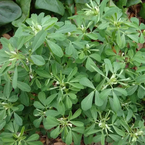 Trigonella foenum‑graecum, samenfester Bockshornklee. Sichtbar ist eine ausgewachsene Pflanze mit aufrechten, verzweigten Stängeln und den typischen dreizähligen, mattgrünen Blättern. Die klare Blattstruktur und der kompakte Wuchs betonen den warmen, würzigen Charakter dieser traditionellen Gewürz‑ und Heilpflanze. Fotografiert für Benjis Seeds.