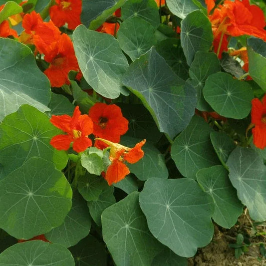 Tropaeolum majus, samenfeste traditionelle Kapuzinerkresse. Zu sehen sind mehrere leuchtend orange‑rote Blüten in Nahaufnahme, deren zarte, leicht gefaltete Blütenblätter klar hervortreten. Die rundlichen, sattgrünen Blätter mit ihren markanten weißlichen Blattadern liegen im Hintergrund und betonen den typisch rankenden, üppig blühenden Charakter dieser aromatischen, vielseitigen Gartenpflanze. Fotografiert für Benjis Seeds.