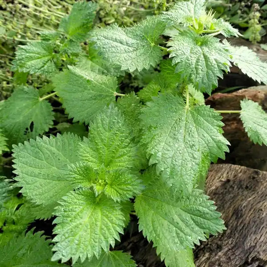 Urtica dioica, samenfeste Grosse Brennnessel. Sichtbar ist eine einzelne, ausgewachsene Pflanze mit aufrechten, kantigen Stängeln und den typischen gegenständigen, dunkelgrünen, grob gezähnten Blättern. Die klare Blattstruktur und der kräftige Wuchs betonen den vitalen, heimischen Charakter dieser traditionellen Wild‑ und Nutzpflanze. Fotografiert für Benjis Seeds.