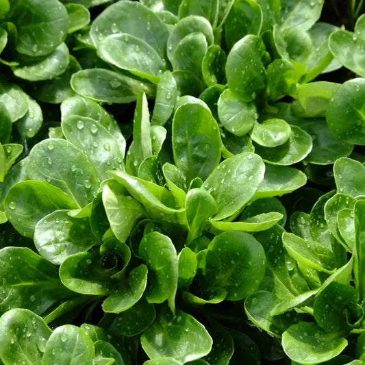 Valerianella locusta 'Holländischer Breitblättriger', samenfester Feldsalat. Sichtbar ist eine ausgewachsene Pflanze mit dicht gedrungenem, bodennahem Wuchs und breitovalen, sattgrünen Blättern, die in einer kompakten Rosette angeordnet sind. Die glatte Blattoberfläche und die kräftige, gleichmässige Struktur betonen den milden, nussigen Charakter dieser traditionellen Wintersalat‑Sorte. Fotografiert für Benjis Seeds.