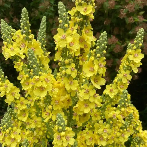Verbascum densiflorum, samenfeste traditionelle Großblütige Königskerze. Zu sehen ist der obere, aufrechte Pflanzenteil mit mehreren leuchtend gelben, dicht stehenden Blüten, die entlang des kräftigen, filzig behaarten Stängels angeordnet sind. Die länglichen, leicht wolligen Knospen und die klar erkennbare, kerzenartige Blütenstruktur zeigen den typisch hochwachsenden, trockenheitsliebenden Charakter dieser bewährten Heil‑ und Wildpflanze. Fotografiert für Benjis Seeds.
