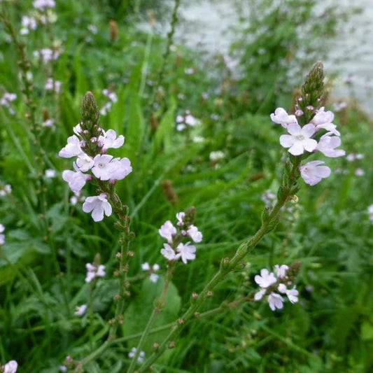 Verbena officinalis, samenfestes Echtes Eisenkraut. Sichtbar ist eine blühende Pflanze mit aufrechten, zarten Stängeln und schmalen, tiefgrünen Blättern. Entlang der Triebe stehen zahlreiche kleine, blassviolette Blüten locker verteilt, wodurch die feine, filigrane Struktur dieser traditionellen Heil‑ und Wildpflanze betont wird. Fotografiert für Benjis Seeds.