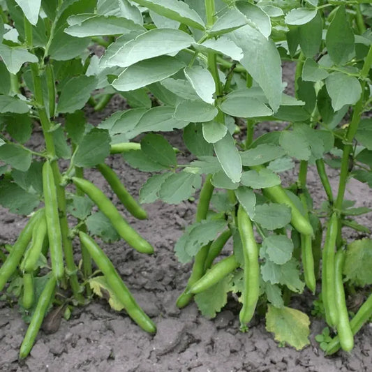 Vicia faba 'Hangdown Grünkernig', samenfeste Dicke Bohne. Sichtbar sind drei ausgewachsene Pflanzen auf einem Feld mit aufrechten, kräftigen Stängeln und den typischen breiten, sattgrünen Fiederblättern. Entlang der Triebe hängen mehrere längliche, grün gefärbte Hülsen, die den robusten, ertragreichen Charakter dieser traditionellen Sorte betonen. Fotografiert für Benjis Seeds.