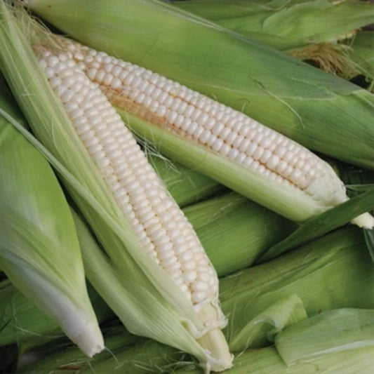 Zea mays, samenfester traditioneller Zuckermais 'Stowell’s Evergreen'. Zu sehen sind zwei teilweise enthüllte Maiskolben, die auf mehreren noch gehüllten Kolben liegen und deren pralle, weiße Körner klar hervortreten. Die frischen, leicht geöffneten hellgrünen Hüllblätter und die gleichmäßige Kornstruktur zeigen den typisch süßen, aromatischen Charakter dieser bewährten, spät reifenden Maissorte. Fotografiert für Benjis Seeds.